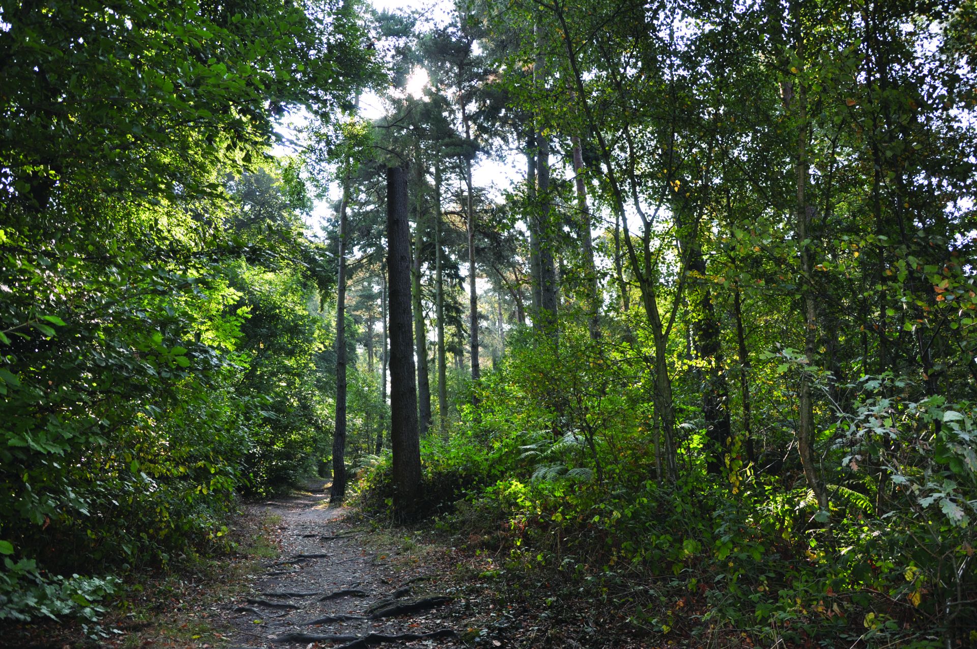 Ben Stedham's Wood Summer Newton Abbot
